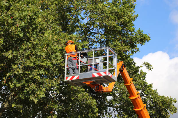 Best Residential Tree Removal  in Orlovista, FL